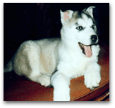 the_breed1.gif
